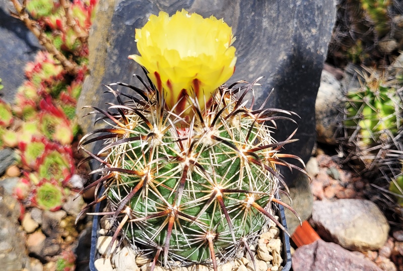 Coryphantha kracikii